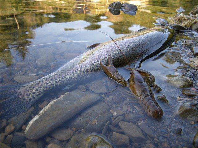 Austropotamobius pallipes